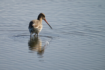 Barge à queue noire - Limosa limosa - oiseaux limicoles - scolopacidés