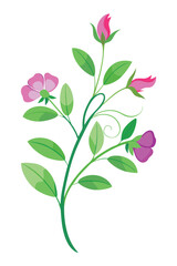 Obraz premium Sweet Pea Branch With Flowers Vector Illustration On White Background Botanical Art Design