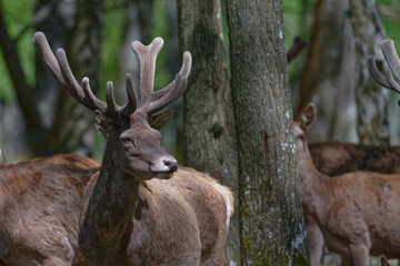 cerf - cervus elaphus
