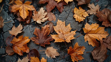 Fototapeta premium A landscape with large, dark brown sycamore leaves rustling and falling in the slightly cold, dry early October air. The leaves tumble and spin on the rough.