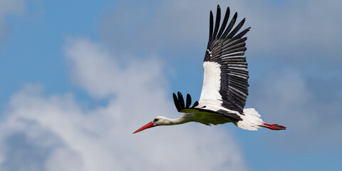 Cigogne blanche, Ciconia Ciconia