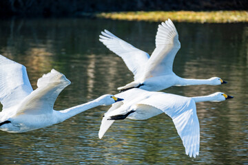 川島町白鳥飛来地 水辺から飛び立つ白鳥　埼玉県比企郡川島町