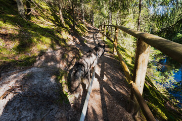 Walking with a Siberian husky doggy ​​on a leash in the forest in Taevaskoja on a summer day.