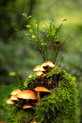 Orange coloured fungi on a moss covered tree stump.