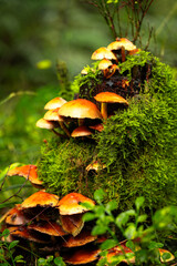 Orange coloured fungi on a moss covered tree stump.