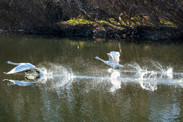 川島町白鳥飛来地 水辺から飛び立つ白鳥　埼玉県比企郡川島町