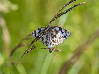 Marbled White Butterflies Mating on a Stem