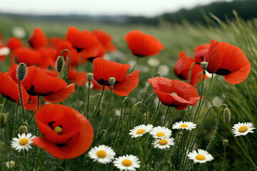Field with vibrant red poppies and white daisies blooming amidst green grass on a clear day.