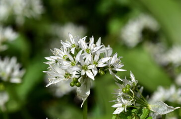 Blüten und grüne Samenkapseln vom Bärlauch