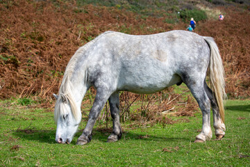 Wild Welsh Ponies grazing on the Gower Peninsula, Port Eynon, Overton Mere