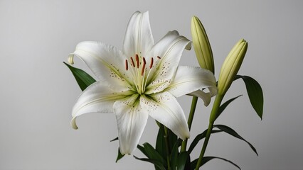 Obraz premium lily flower in the center of close up