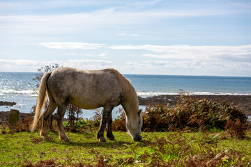 Wild Welsh Ponies grazing on the Gower Peninsula, Port Eynon, Overton Mere