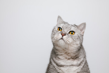 Curious tabby cat with funny face expression , white background with copy space