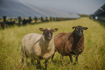 Two sheep stand in a pasture with solar panels in the background, the animals graze under the solar panels. Agrivoltaics concept that involves the shared use of land for solar parks and sheep grazing.