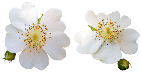  꽃-장미 셈페르비렌스