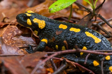 Fire salamander. Salamandra salamandra is a well known salamander species. Close up of black and yellow amphibian in natural habitat, wet autumn forest.