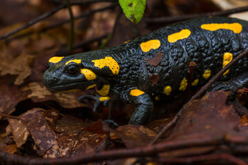Fire salamander. Salamandra salamandra is a well known salamander species. Close up of black and yellow amphibian in natural habitat, wet autumn forest.