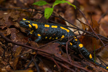 Fire salamander. Salamandra salamandra is a well known salamander species. Close up of black and yellow amphibian in natural habitat, wet autumn forest.