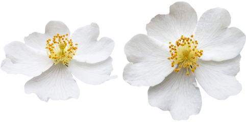  꽃-장미 셈페르비렌스