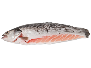 Frischer ganzer roher Wolfsbarsch auf weißem Hintergrund für die kulinarische Verwendung in Frühlingsrezepten