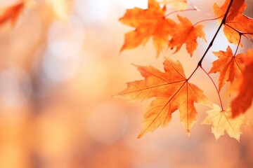 Maple leaves leaf background autumn.