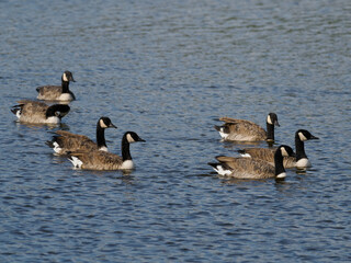 Naklejka premium Kanadagans