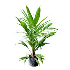Oil palm seedling for plantation, isolated on white background