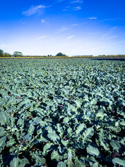 Fototapeta premium Portrait view of rows of sprouting purple broccoli growing in a farmers field. Cotswolds England. Blue sky and light clouds in the background.