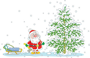 Funny puzzled Santa Claus with an ax and sleigh choosing a beautiful green Christmas tree in a winter forest for the merry holiday, vector cartoon illustration on a white background