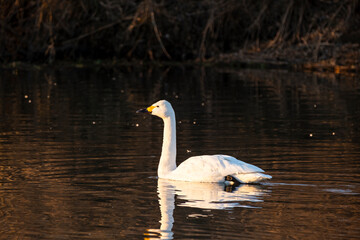 川島町白鳥飛来地 朝日に照らされた白鳥　埼玉県比企郡川島町