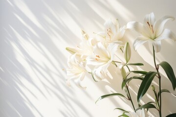 Obraz premium Lilies flower plant white.