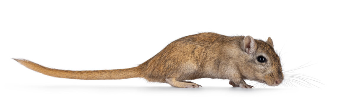 Young adult brown Gerbil aka Meriones unguiculatus. Standing side ways. Looking towards camera. Isolated on a white background.