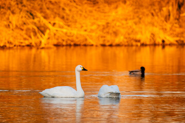 川島町白鳥飛来地 朝日に照らされた白鳥　埼玉県比企郡川島町
