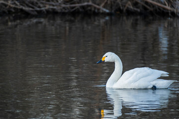 川島町白鳥飛来地の白鳥　埼玉県比企郡川島町