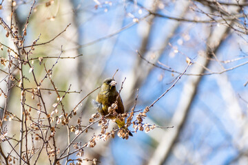 カワラヒラ　埼玉県さいたま市秋ヶ瀬公園