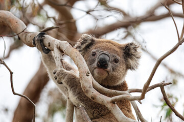 Portrait picture of a koala bear looking at the camera. Cute australian endemic animal holding onto a branch of a tree. Amazing wildlife moment captured in Victoria, east Australia. 