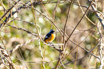 ジョウビタキ　東京都葛飾区水元公園