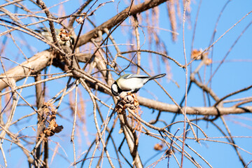 シジュウカラ　東京都葛飾区水元公園