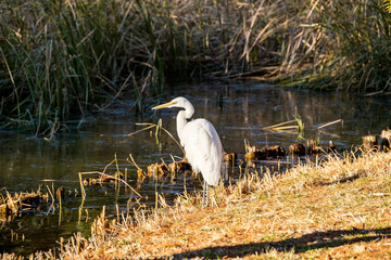 ダイサギ　東京都葛飾区水元公園