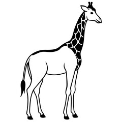 giraffe vector illustration