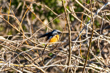 ジョウビタキ　東京都葛飾区水元公園