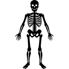 skeleton vector silhouette