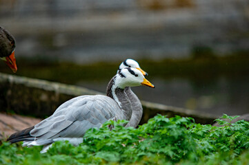 Streifengans, die sich hinter grünem Laub versteckt