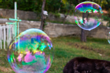 Soap bubbles in yard