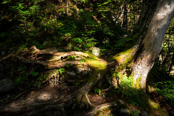 北岳白根御池へ続く登山道の苔むした木　山梨県南アルプス市