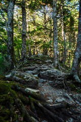 北岳白根御池へ続く登山道　山梨県南アルプス市