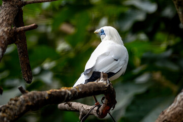 Bali myna, also known as Rothschild's mynah, Bali starling, or Bali mynah, locally known as jalak Bali
