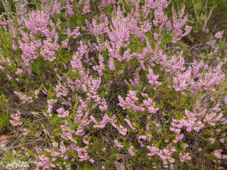 Fototapeta premium blooming heather in summer