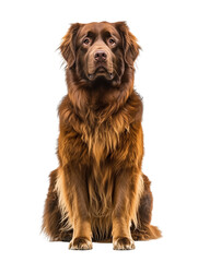 brown newfoundland  dog sitting isolated on transparent background