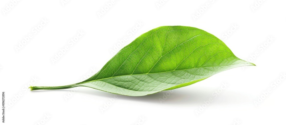 Poster Stock Image of Isolated Object on White Background with Clipping Path